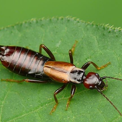 Earwigs   Photo